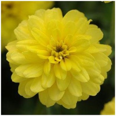 Цинния Double Zahara Yellow pro-cindouzahyel-500 фото