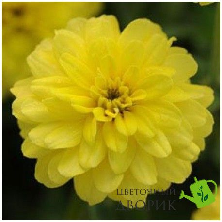 Цинния Double Zahara Yellow pro-cindouzahyel-500 фото
