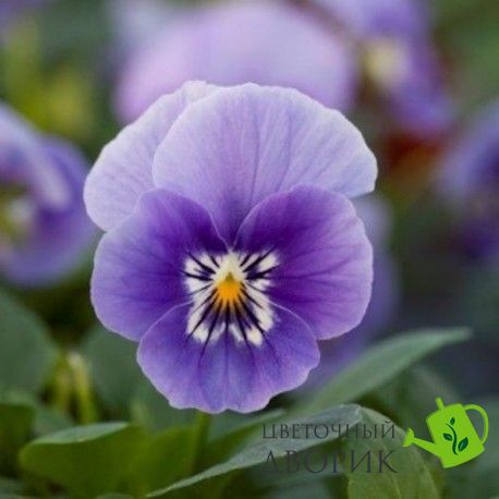 Віола рогатая Bel Viso Lavender Beacon pro-viorogbelvislavbea-1000 фото