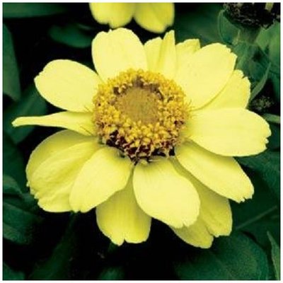 Цинния Zahara Yellow pro-cinzahyel-500 фото