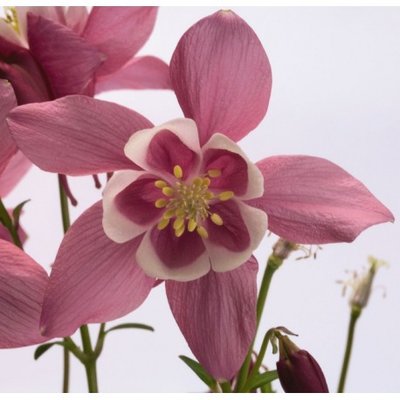 Аквилегия Spring Magic Rose&White pro-akvsprmagros-1000 фото