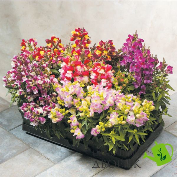 Ротики садові Floral Showers F1 Mix Bicolor FloralShowersMixBicolor фото