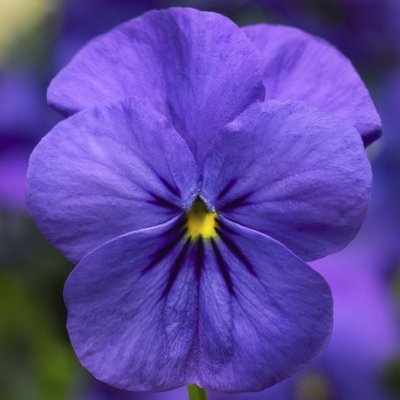 Виола рогатая Deltini Blue pro-viorogdelblu-1000 фото