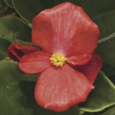 Бегонія Volumia Scarlet pro-VolumiaScarlet-1000dr фото