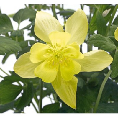 Аквилегия Spring Magic Yellow pro-akvsprmagyel-1000 фото