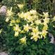 Аквилегия Spring Magic Yellow pro-akvsprmagyel-1000 фото 2
