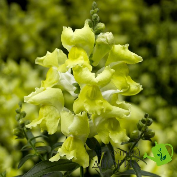 Ротики садові Snaptini F1 Yellow pro-SnaptiniYellow-1000 фото
