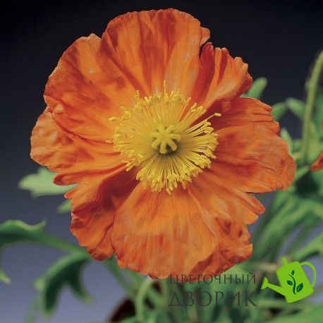 Мак голостеблений Pulchinella Orange pro-makgolpulora-1000 фото