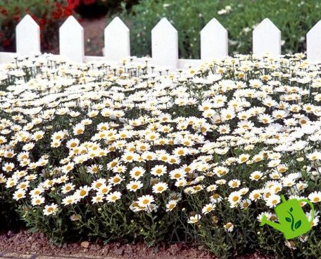 Ромашка садова Snowland White pro-romsadsnowhi-1000 фото