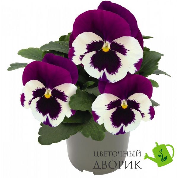 Виола Inspire DeluXXe White Violet Wing InspireDeluXXeWhiteVioletWing фото