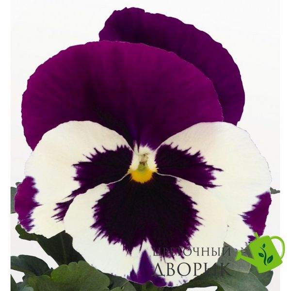 Виола Inspire DeluXXe White Violet Wing InspireDeluXXeWhiteVioletWing фото
