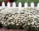 Ромашка садовая Snowland White pro-romsadsnowhi-1000 фото 2
