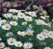 Ромашка садовая Snowland White pro-romsadsnowhi-1000 фото 1