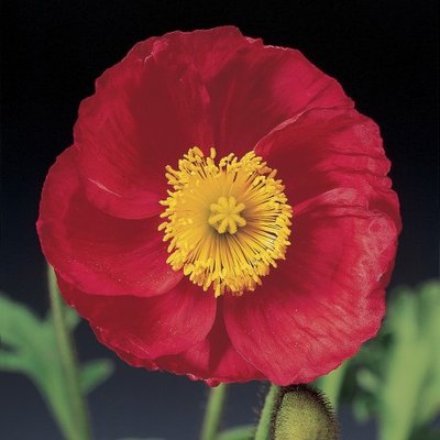Мак голостеблений Pulchinella Rose pro-makgolpulros-1000 фото