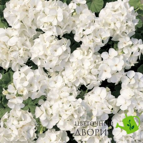 Пеларгония Multibloom White pro-pelmulwhi-1000 фото