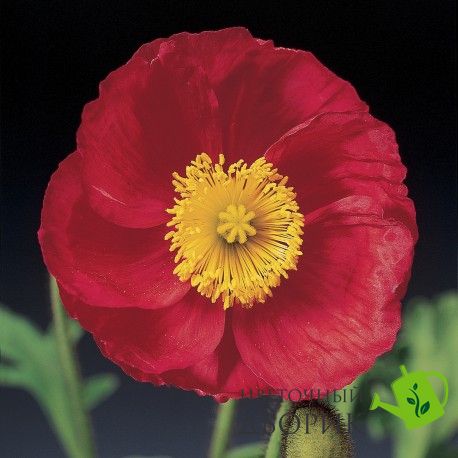 Мак голостеблений Pulchinella Rose pro-makgolpulros-1000 фото