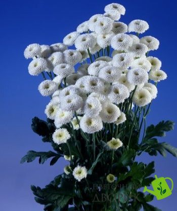 Ромашка садова Virgo Tall Varieties pro-romsadvirtalvar-1000 фото