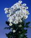 Ромашка садова Virgo Tall Varieties pro-romsadvirtalvar-1000 фото 1