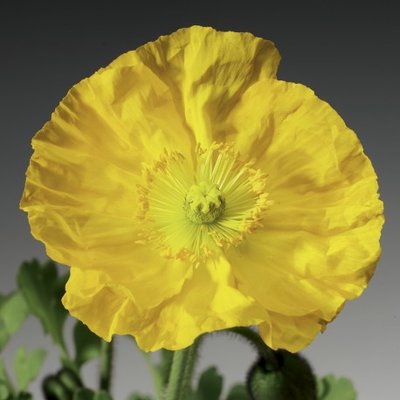 Мак голостебленный Pulchinella Yellow pro-makgolpulyel-1000 фото