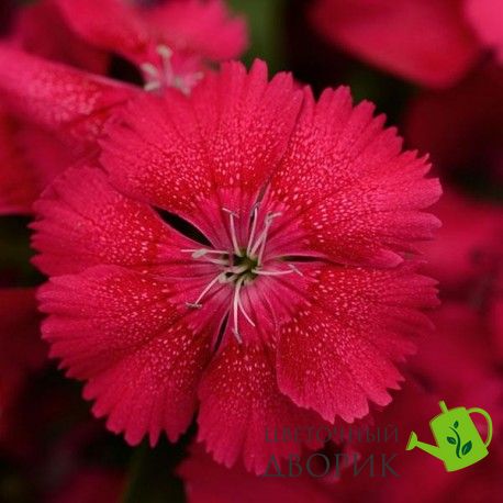 Гвоздика Floral Lace Cherry pro-gvoflolacche-1000 фото