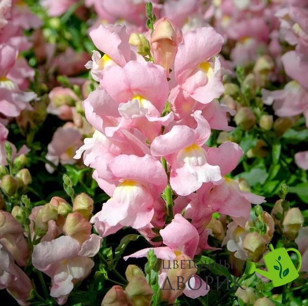 Ротики садові Snappy Pink pro-SnappyPink-1000 фото