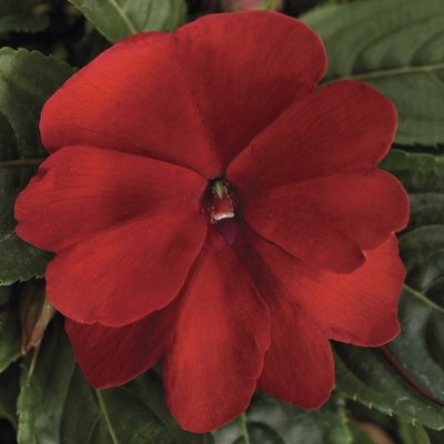 Бальзамін Florific Red pro-balflored-1000 фото