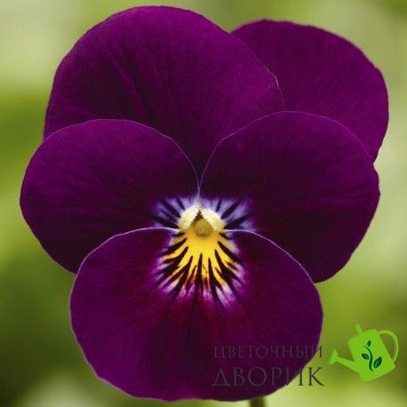 Виола рогатая Deltini Violet pro-viorogdelvio-1000 фото