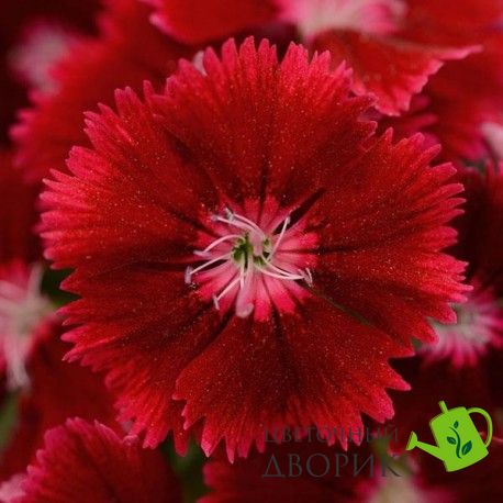 Гвоздика Floral Lace Crimson pro-gvoflolaccri-1000 фото