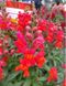 Ротики садові Snaptastic Scarlet-Orange pro-lvizevsnascaora-1000 фото 1