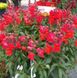 Ротики садові Snaptastic Scarlet-Orange pro-lvizevsnascaora-1000 фото 2