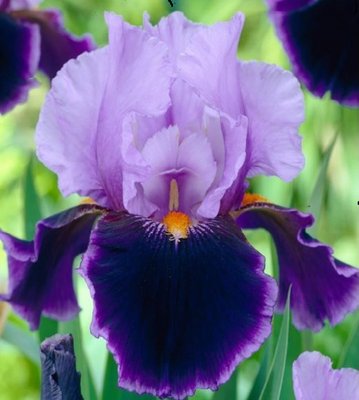 Ирис бородатый пурпурно-лиловый Ірисбородпур-л-1 фото