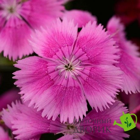 Гвоздика Floral Lace Lilac pro-gvoflolaclil-1000 фото