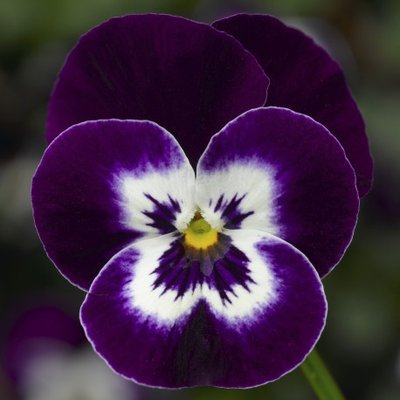 Виола рогатая Deltini Violet Face pro-viorogdelviofac-1000 фото