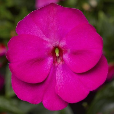 Бальзамин Florific Violet pro-balflovio-1000 фото