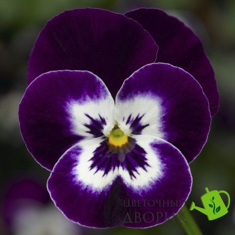 Віола рогатая Deltini Violet Face pro-viorogdelviofac-1000 фото