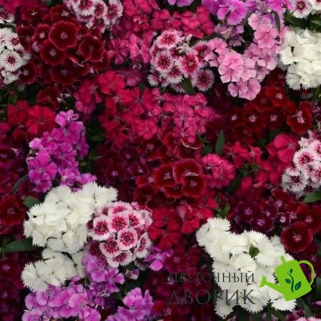 Гвоздика Floral Lace Mix pro-gvoflolacmix-1000 фото