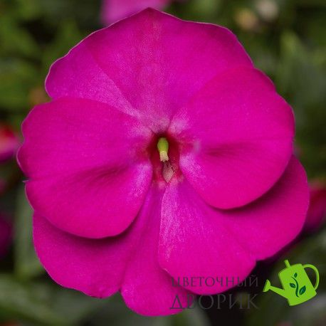 Бальзамін Florific Violet pro-balflovio-1000 фото