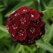 Гвоздика Sweet Black Cherry pro-gvosweblache-1000 фото 1