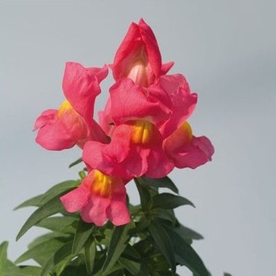 Ротики садові Snappy Rose pro-SnappyRose-1000 фото