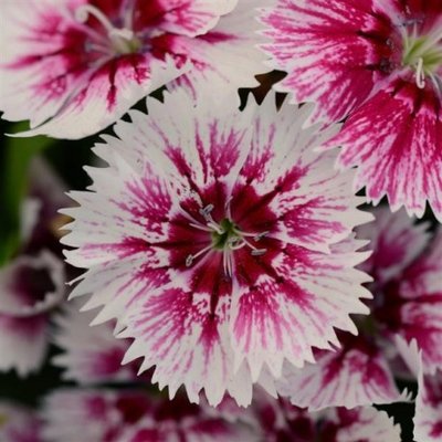 Гвоздика Floral Lace Picotee pro-gvoflolacpic-1000 фото