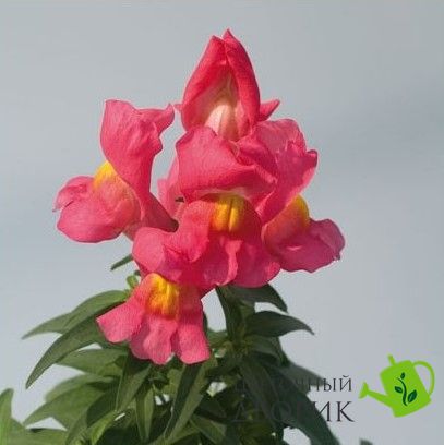 Ротики садові Snappy Rose pro-SnappyRose-1000 фото