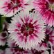 Гвоздика Floral Lace Picotee pro-gvoflolacpic-1000 фото 1