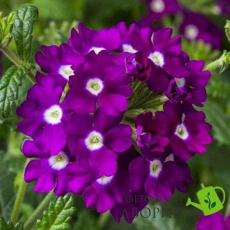 Вербена Obsession Cascade Purple Shades with Eye pro-verobscaspurshawiteye-1000 фото