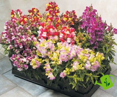 Ротики садові Floral Showers F1 Bicolour Mix pro-lvizevfloshof1bicmix-1000 фото