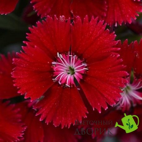 Гвоздика Floral Lace Red pro-gvoflolacred-1000 фото