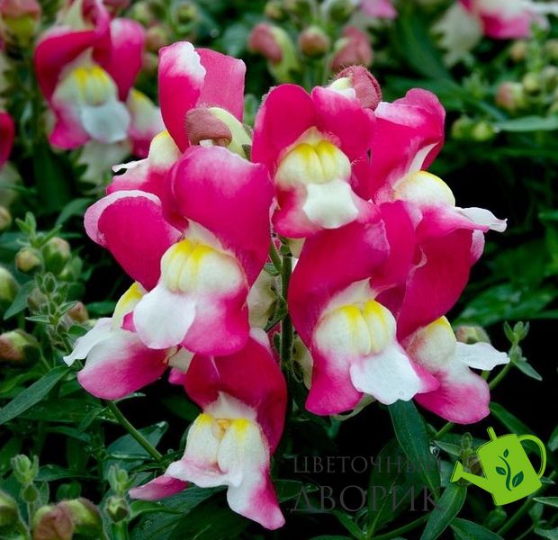 Ротики садові Snappy Rose&White pro-SnappyRose&White-1000 фото