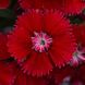 Гвоздика Floral Lace Red pro-gvoflolacred-1000 фото 1