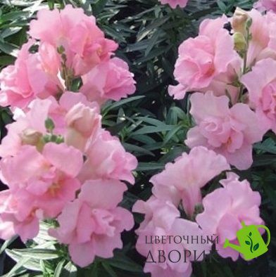 Ротики садові Twinny F1 Rose pro-lvizevtwif1ros-1000 фото