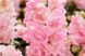 Ротики садові Twinny F1 Rose pro-lvizevtwif1ros-1000 фото 1