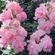 Ротики садові Twinny F1 Rose pro-lvizevtwif1ros-1000 фото 2